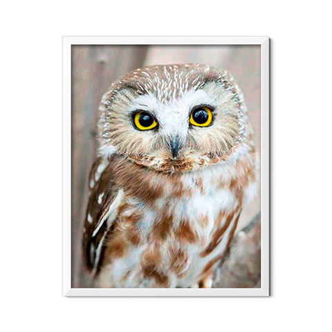 Owl Portrait